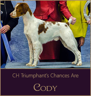 Cody