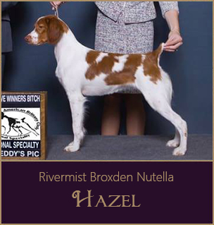 Hazel