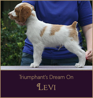 Levi