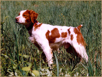 Field