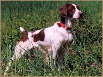 field